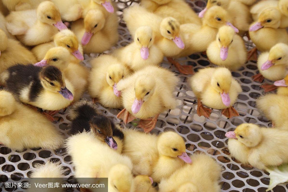 工业家禽饲养场笼养小鸭子新品种的饲养管理要点