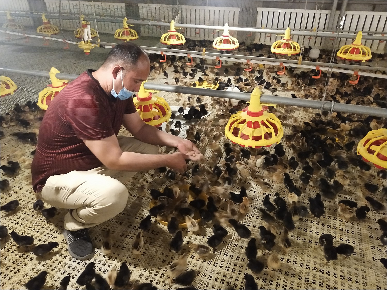 养殖家禽助农增收