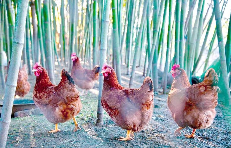 家禽饲养全程指南:饲料,生长阶段及特殊情况应对